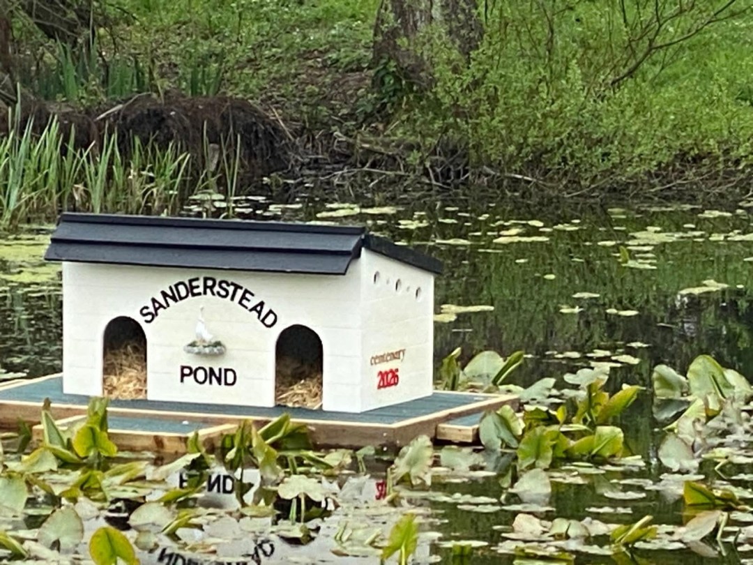 Duck House and Lily Clearance